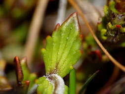 Image of Euphrasia townsonii Petrie