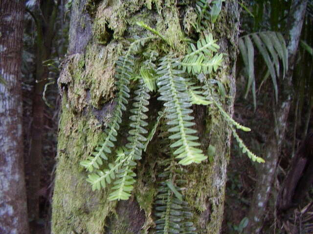 Dichaea pendula (Aubl.) Cogn.的圖片