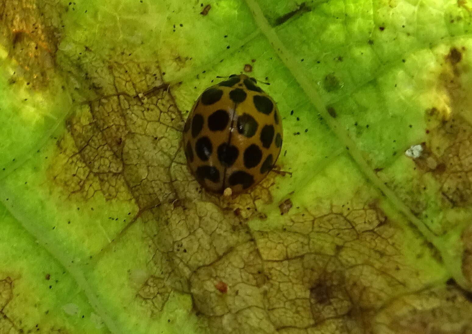 Image of Lady beetle