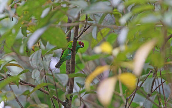 Image of Rufous-winged Tanager