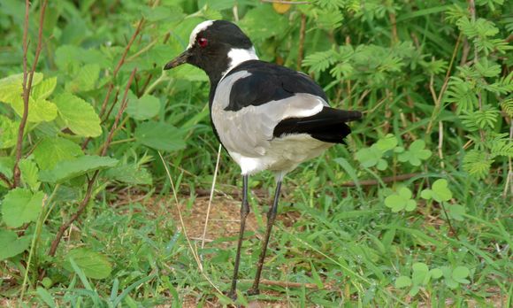 Image of Blacksmith Plover