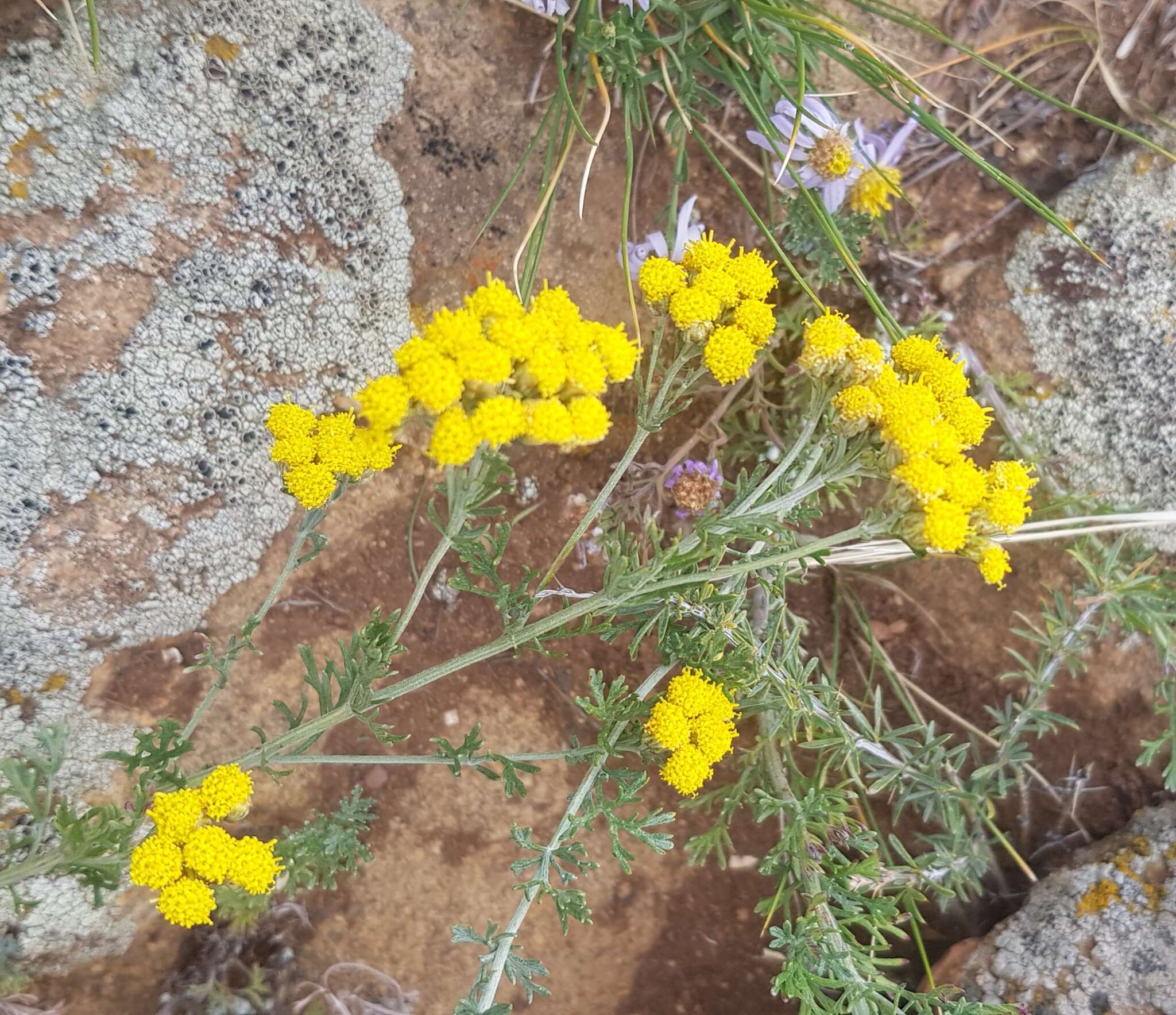 صورة Ajania fruticulosa (Ledeb.) Poljakov