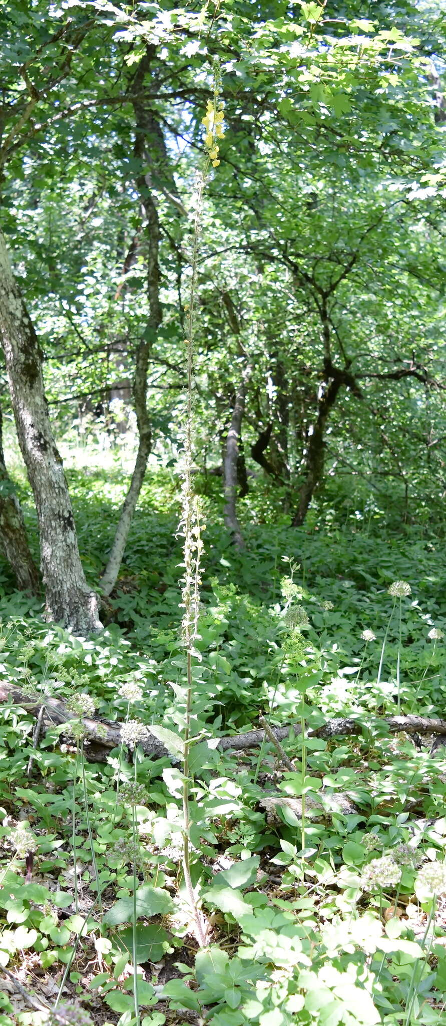 Image of Verbascum spectabile Bieb.