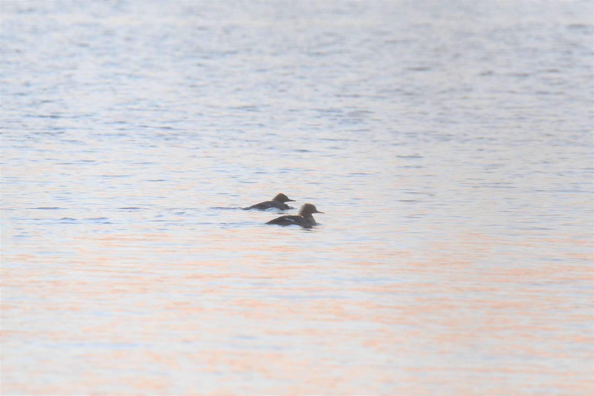 Image of Mergus merganser merganser Linnaeus 1758