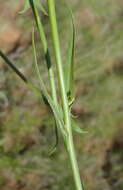 Image of wild lettuce