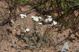 Image of Rhodanthe corymbiflora (Schltdl.) P. G. Wilson