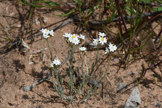 Imagem de Rhodanthe corymbiflora (Schltdl.) P. G. Wilson