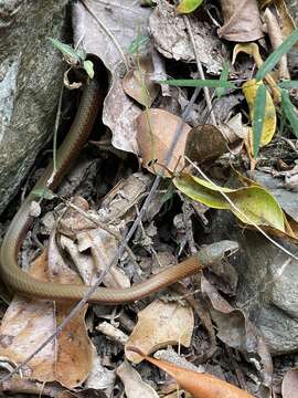 Image of Collared Whip Snake