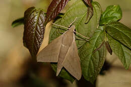 Image of Pale Brown Hawkmoth