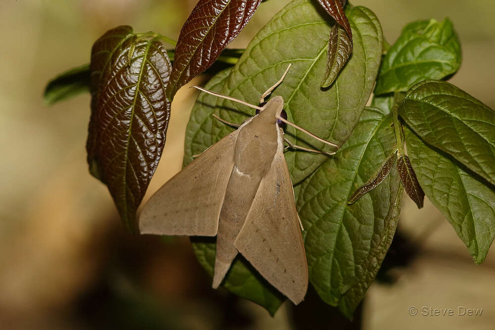 Image of Pale Brown Hawkmoth