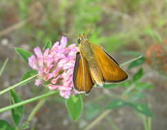 Image of lulworth skipper