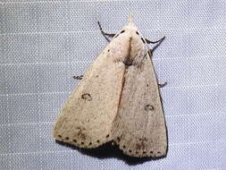 Image of Dead-wood Borer Moth