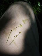 Image of softleaf sedge