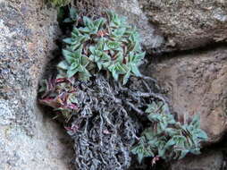 Crassula exilis Harv. resmi