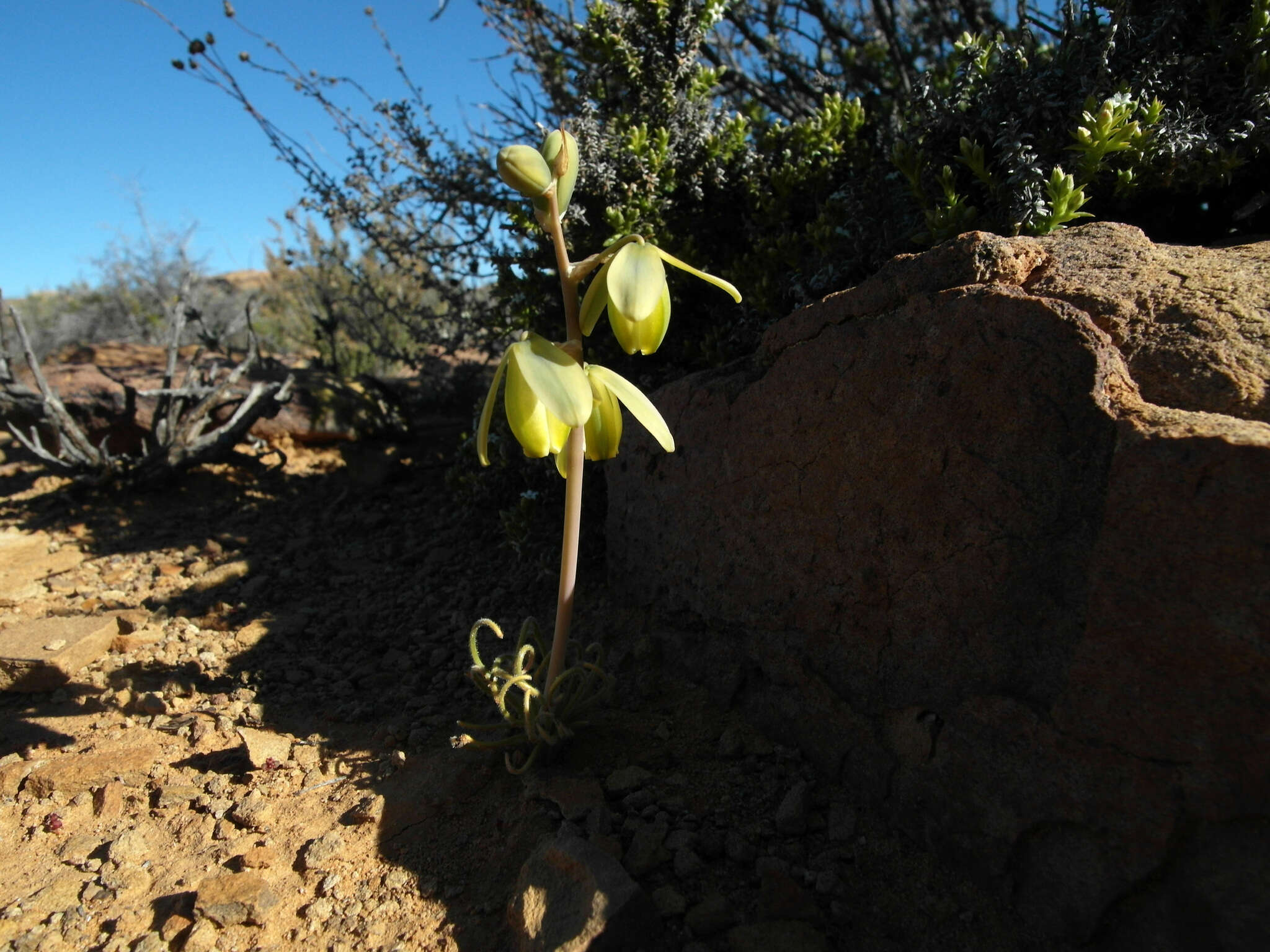 Image of Albuca spiralis L. fil.