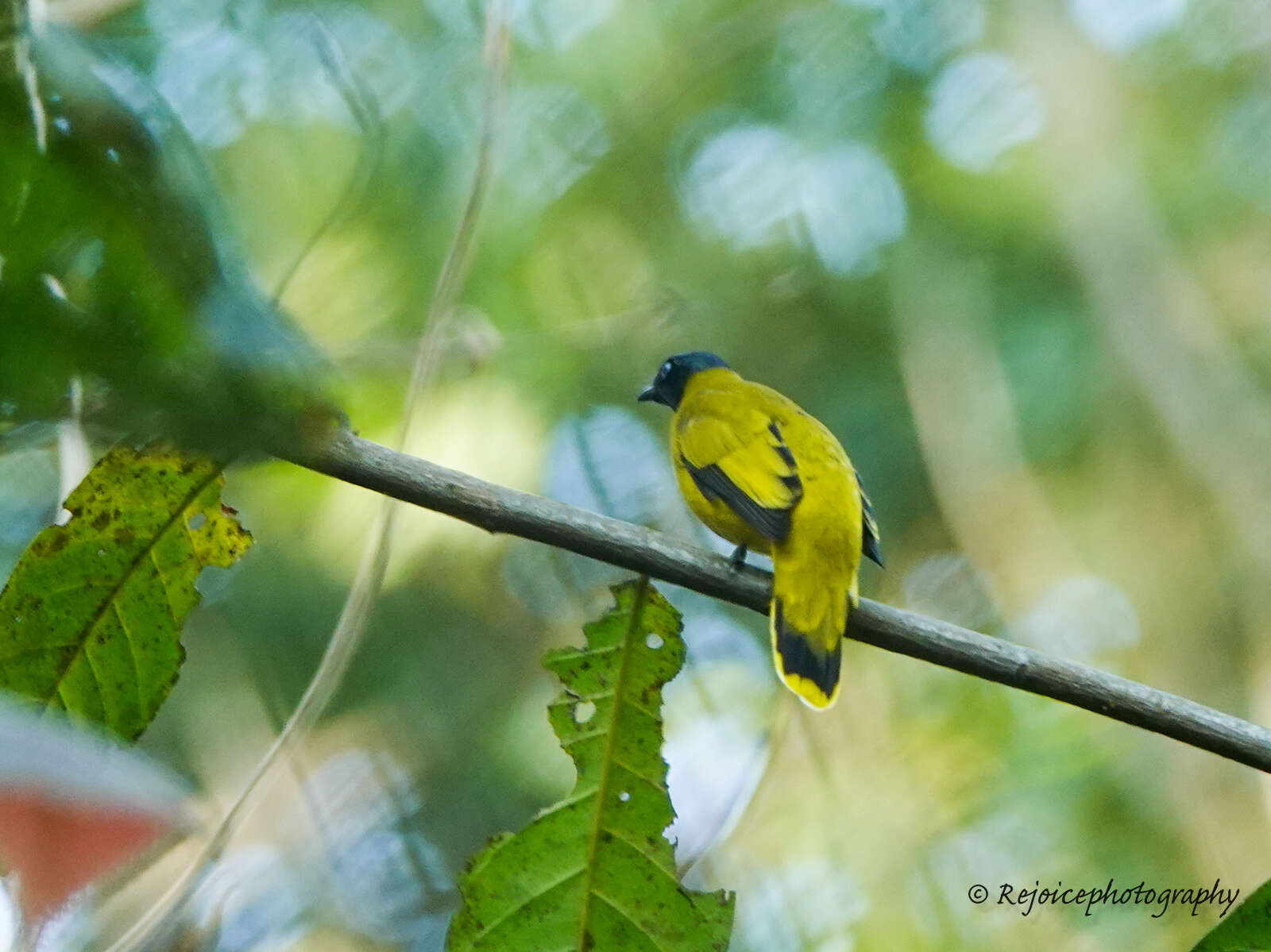 Image of Black-headed Bulbul