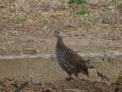 Image of Double-spurred Francolin