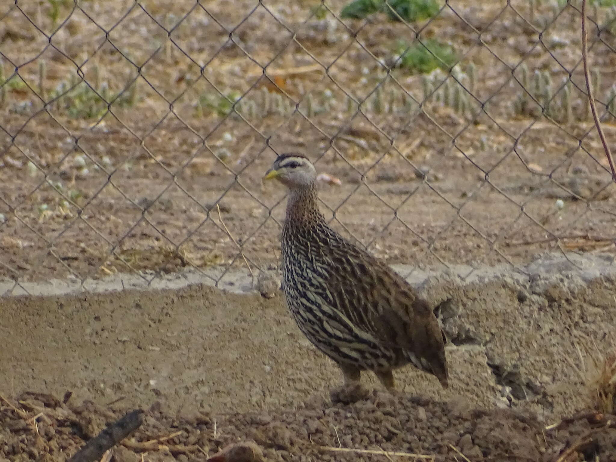 Image of Double-spurred Francolin