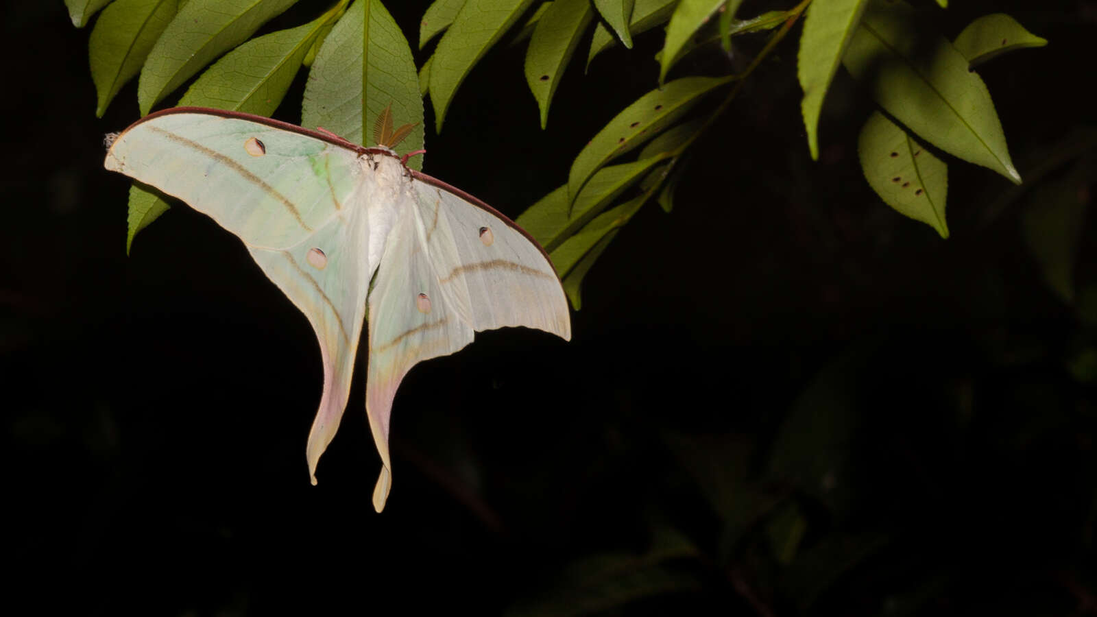 Image of Actias ningpoana Felder & C. 1862