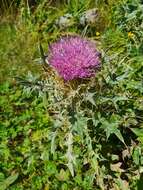 Plancia ëd Cirsium pugnax Somm. & Levier