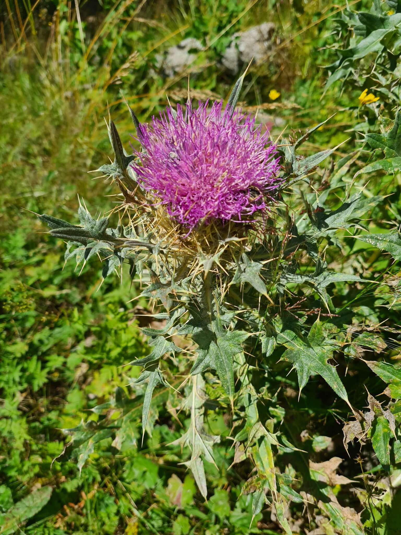 Image of Cirsium pugnax Somm. & Levier