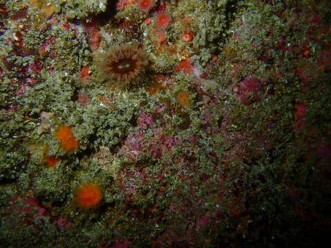 Image of brown stony coral