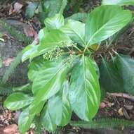 Image of Viburnum odoratissimum Ker-Gawl.