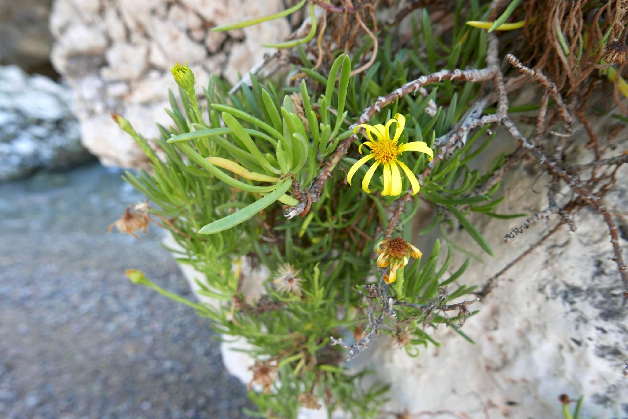 Image of Limbarda crithmoides subsp. longifolia (Arcang.) Greuter