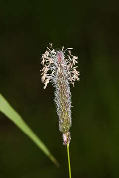 Imagem de Alopecurus arundinaceus Poir.