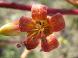 Image of Tylecodon paniculatus (L. fil.) H. Tölken