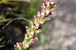 Image of Disa obtusa subsp. picta (Sond.) H. P. Linder