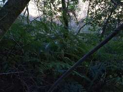 Image of Woolly Tree Fern