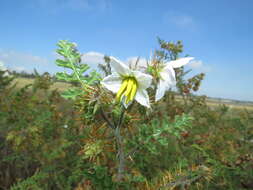 Plancia ëd Solanum sisymbriifolium Lam.