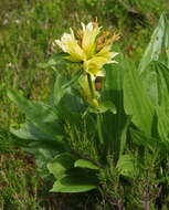 Image of Gentiana burseri subsp. burseri