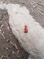 Слика од Dictyoptera simplicipes Mannerheim 1843
