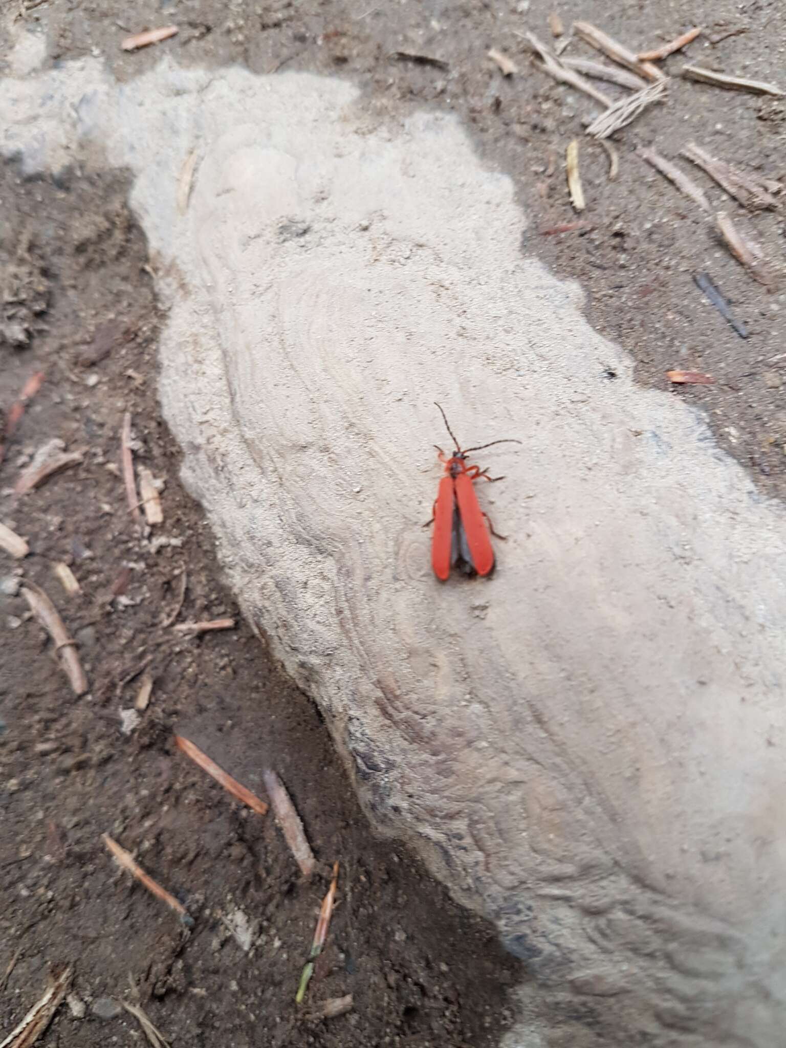 Слика од Dictyoptera simplicipes Mannerheim 1843