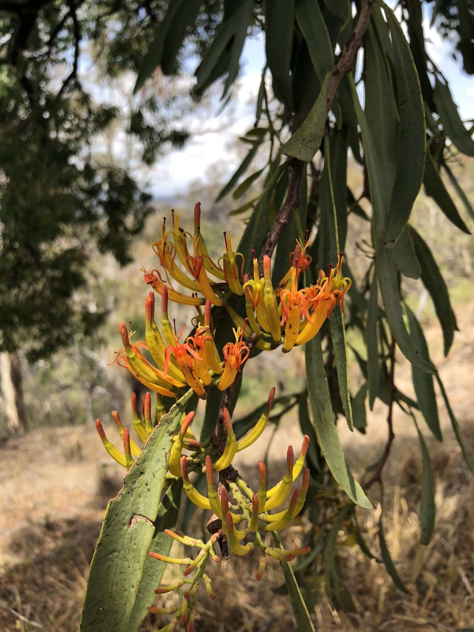 Image of Dendrophthoe vitellina (F. Müll.) Tieghem