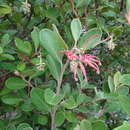 Image of Grevillea miqueliana subsp. moroka W. Molyneux & V. Stajsic