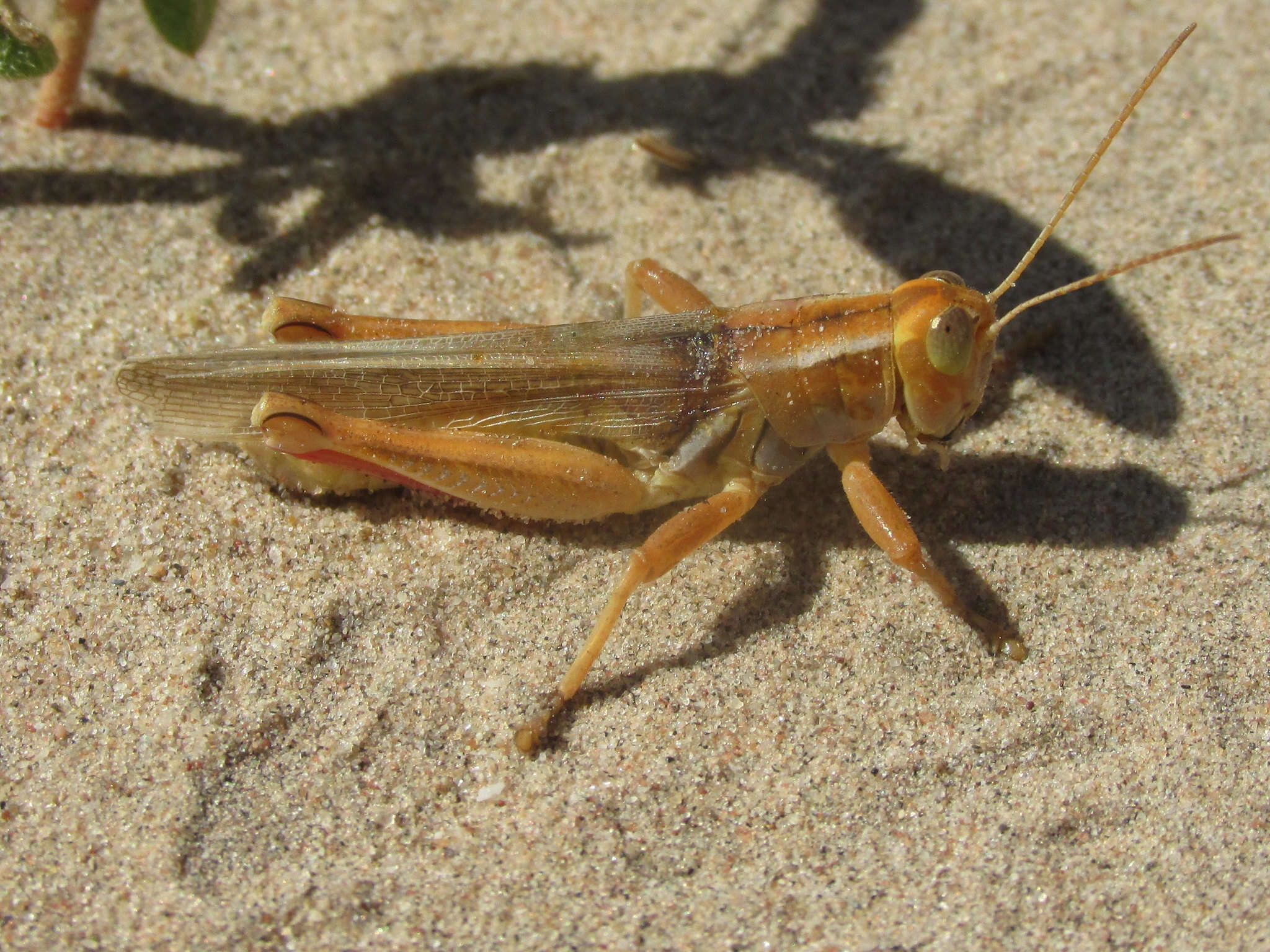 Слика од Melanoplus foedus foedus Scudder & S. H. 1878