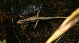 Image of Horvath's rock lizard