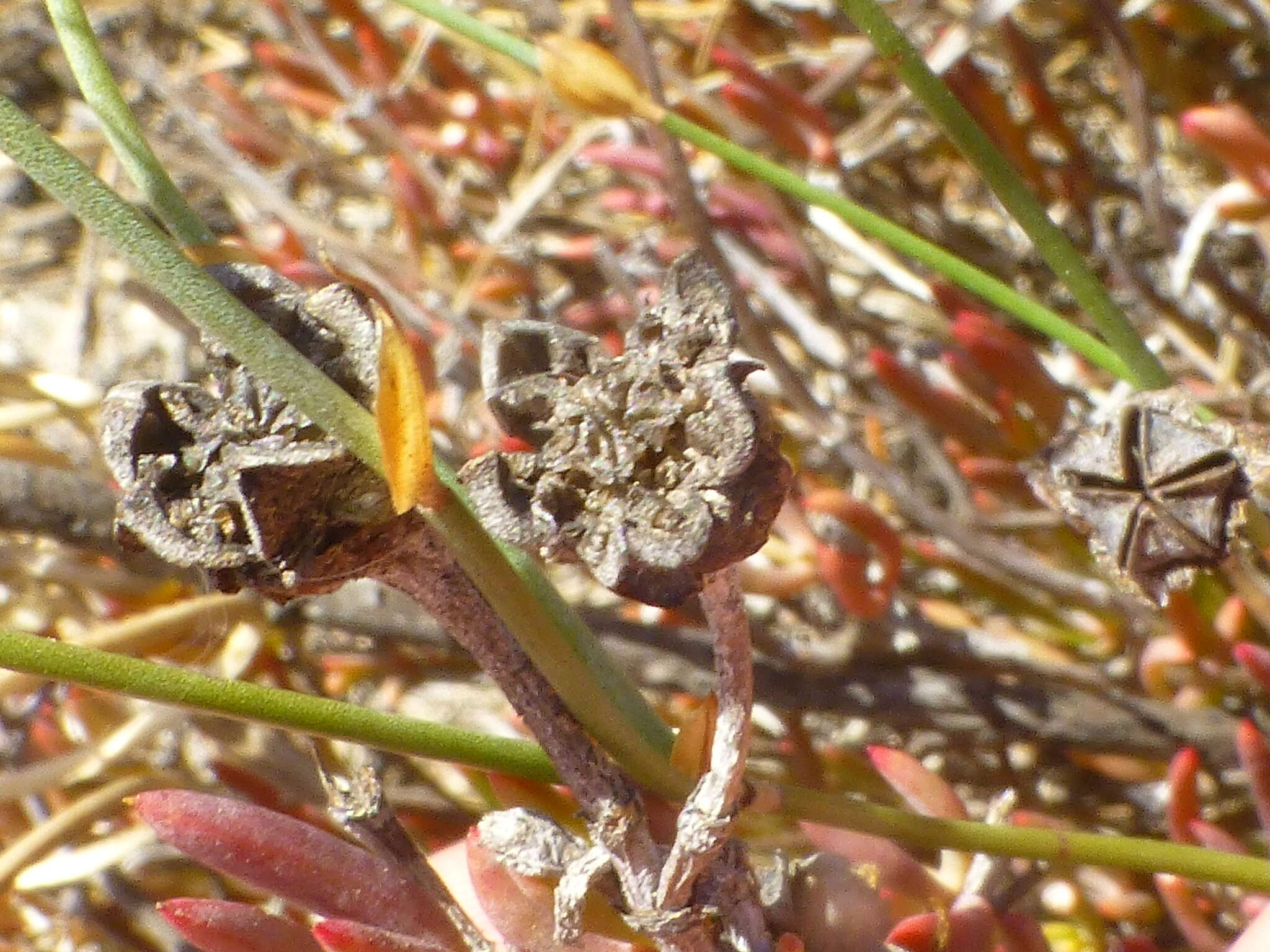 Image of Lampranthus stenus (Haw.) N. E. Br.