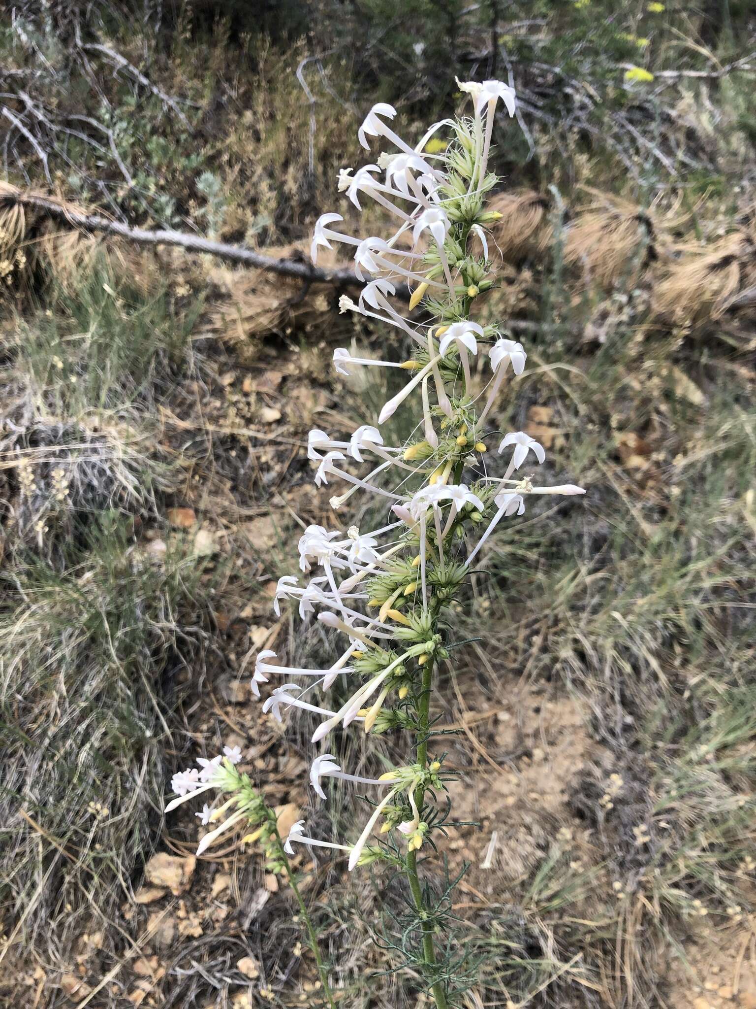 Image of scarlet gilia