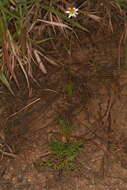 Image of Bidens pringlei Greenm.