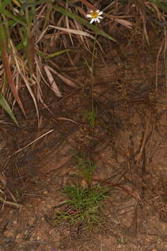 Image of Bidens pringlei Greenm.