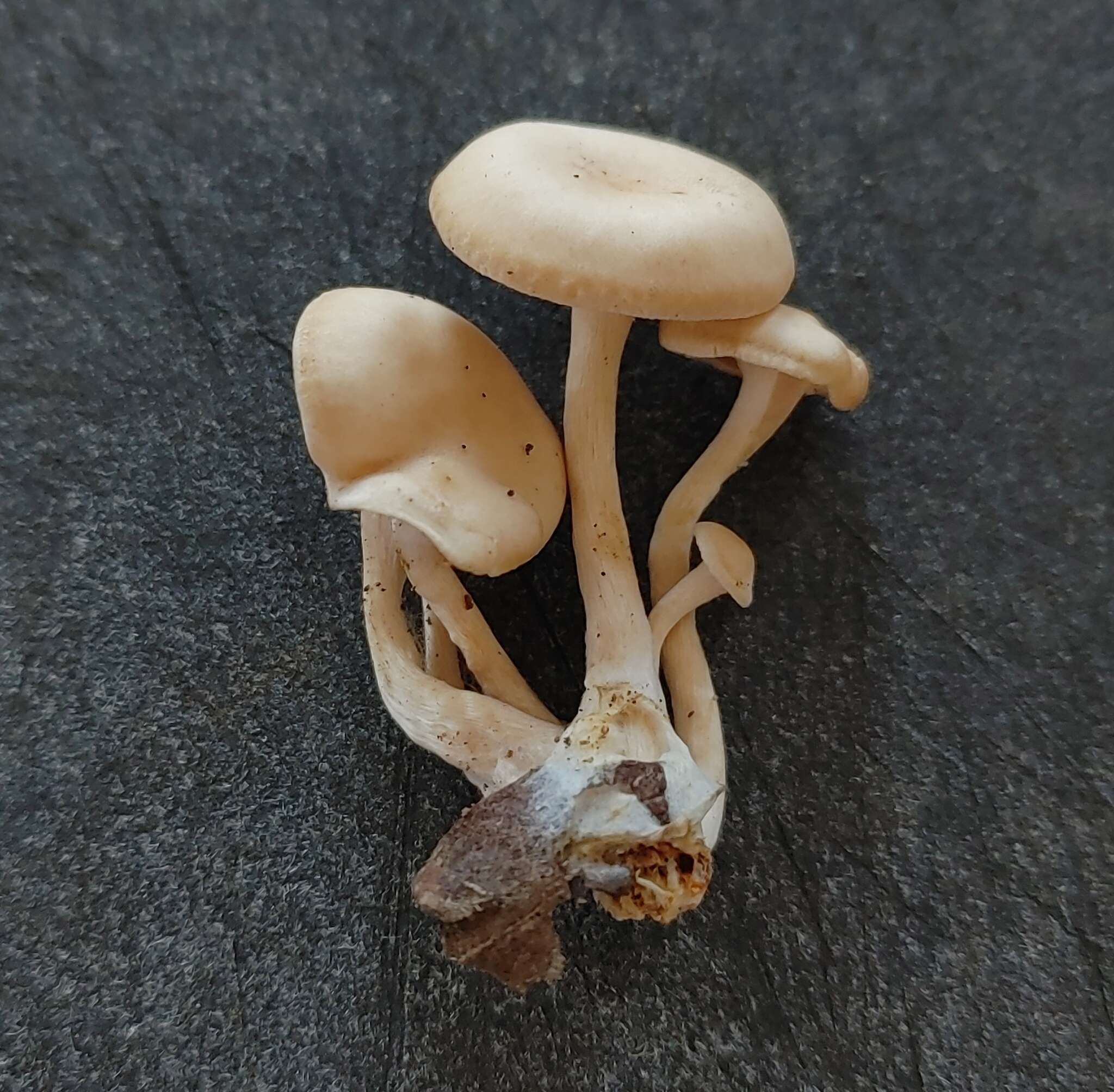 Image de Clitocybe americana H. E. Bigelow 1976