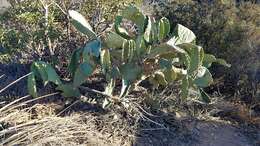 Image of Opuntia ficus-indica (L.) Mill.