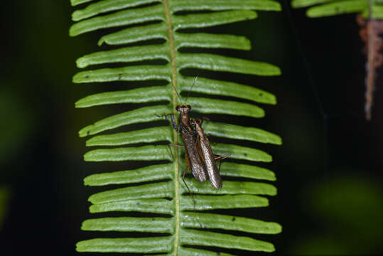 Image of Spilomantis occipitalis (Westwood 1889)