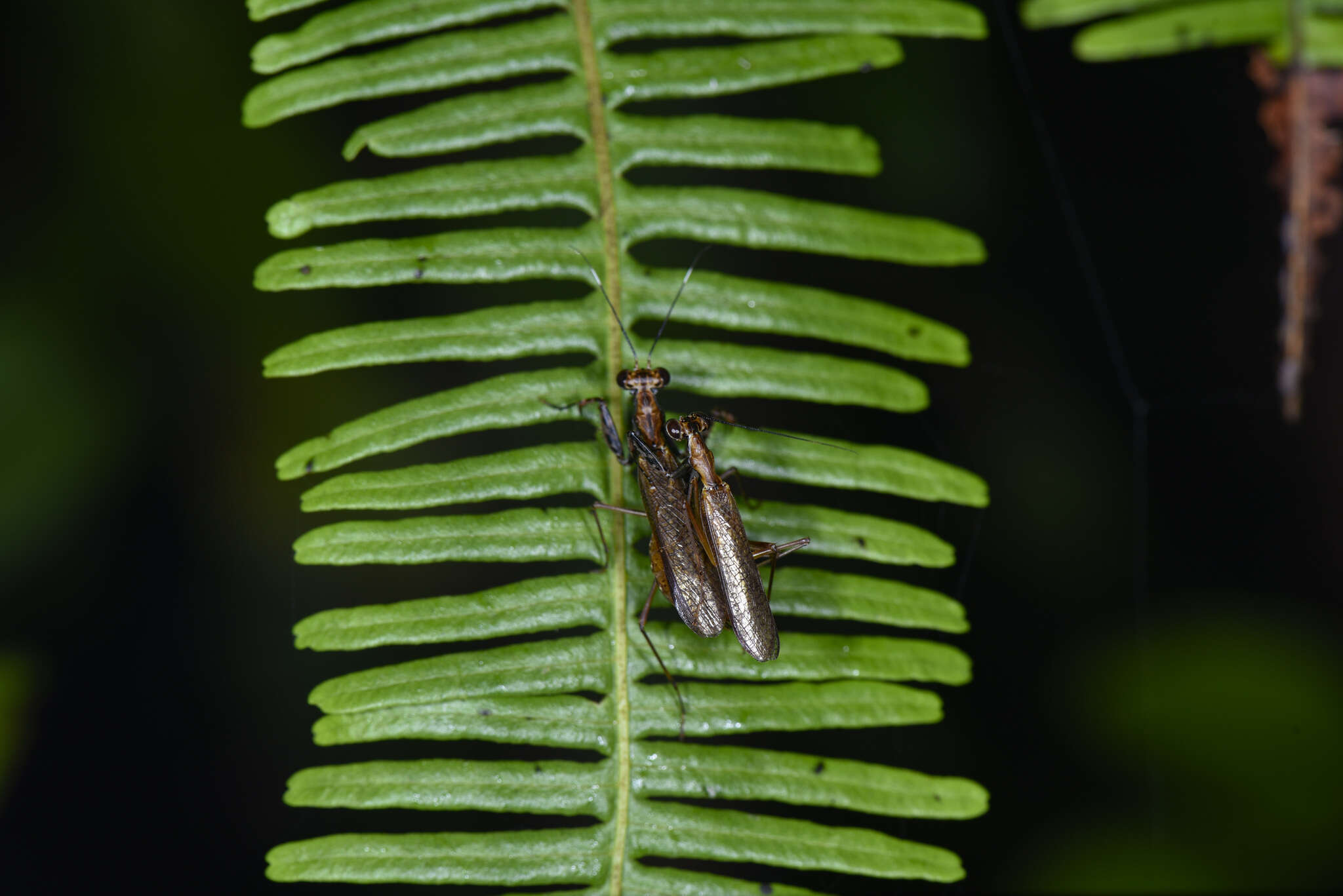 Plancia ëd Spilomantis occipitalis (Westwood 1889)