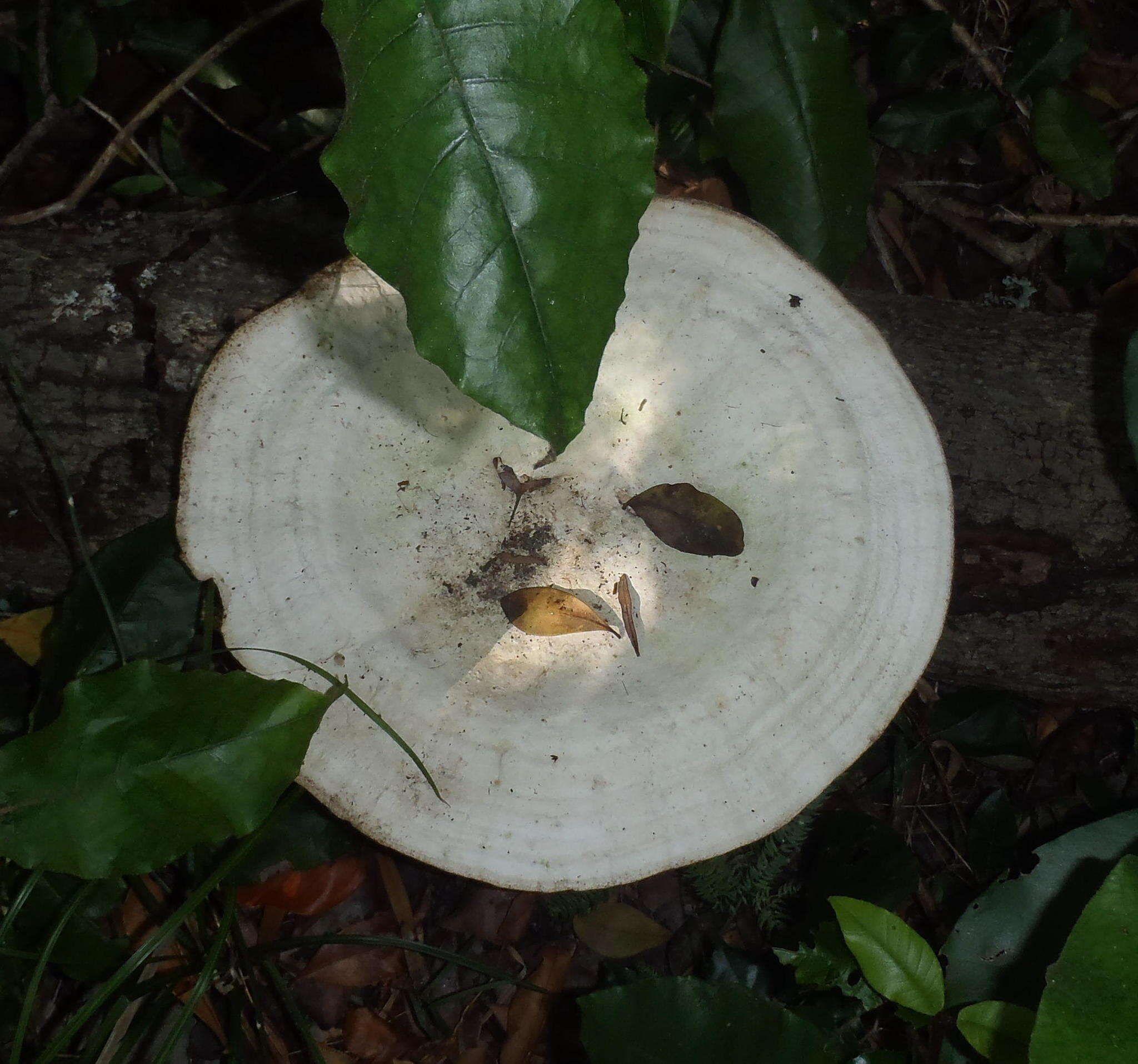 Imagem de Trametes elegans (Spreng.) Fr. 1838