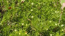 Image of Andrews' bedstraw